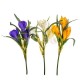 CROCUS 29 CM FV018 ASSORTITI